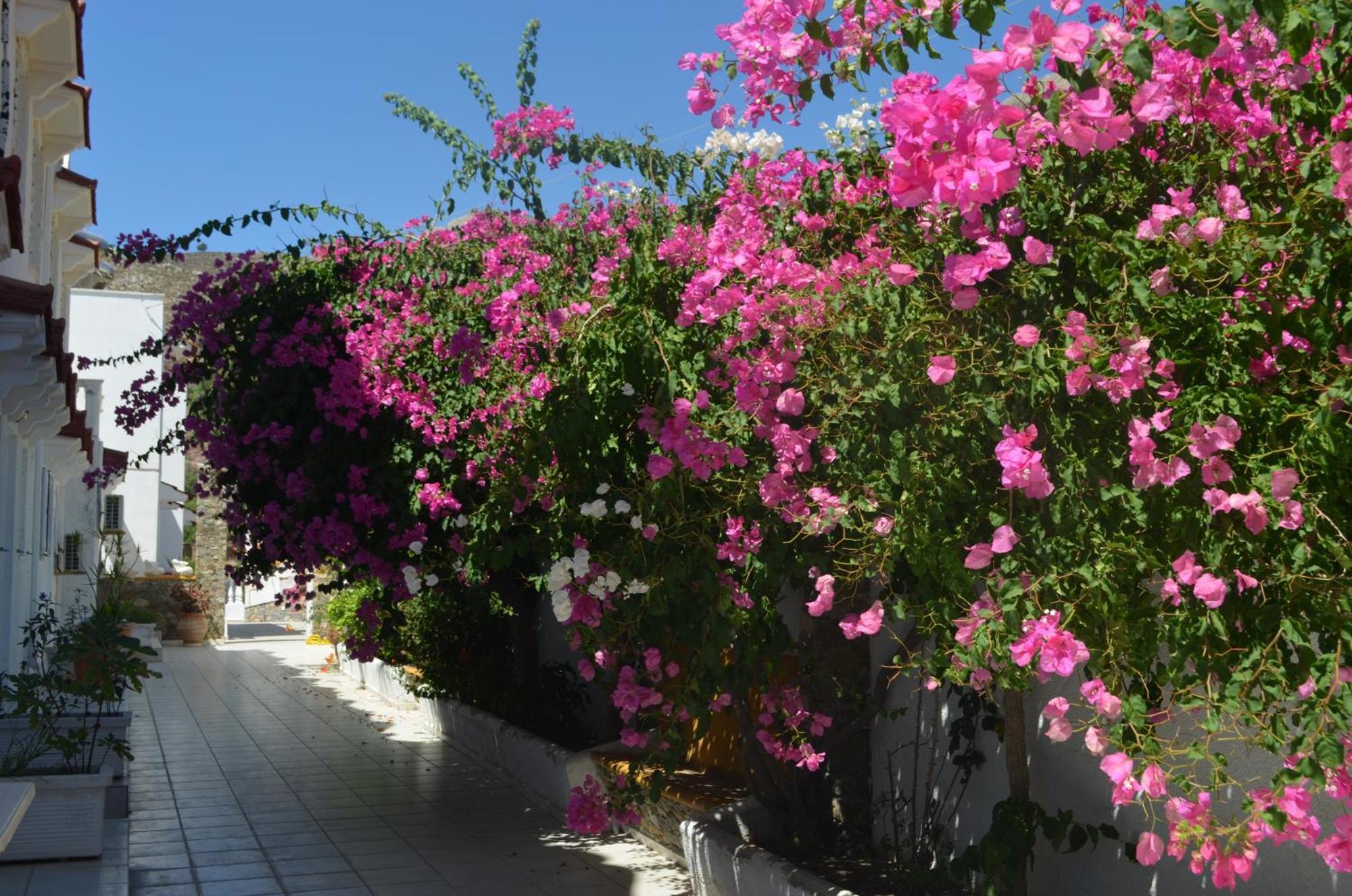 Nikos Studios Livadia  المظهر الخارجي الصورة